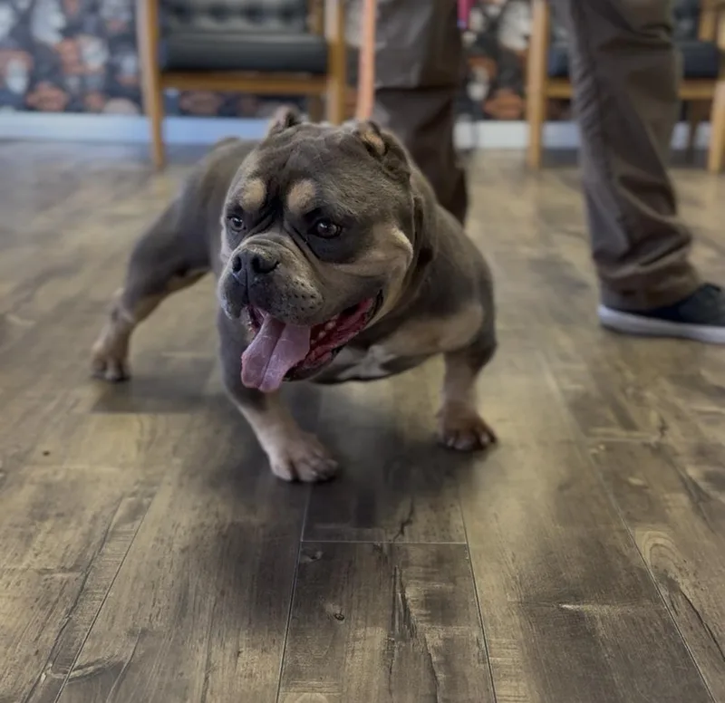 An adult medium-sized male American Bulldog dog named Quavo for adoption in ventura, CA