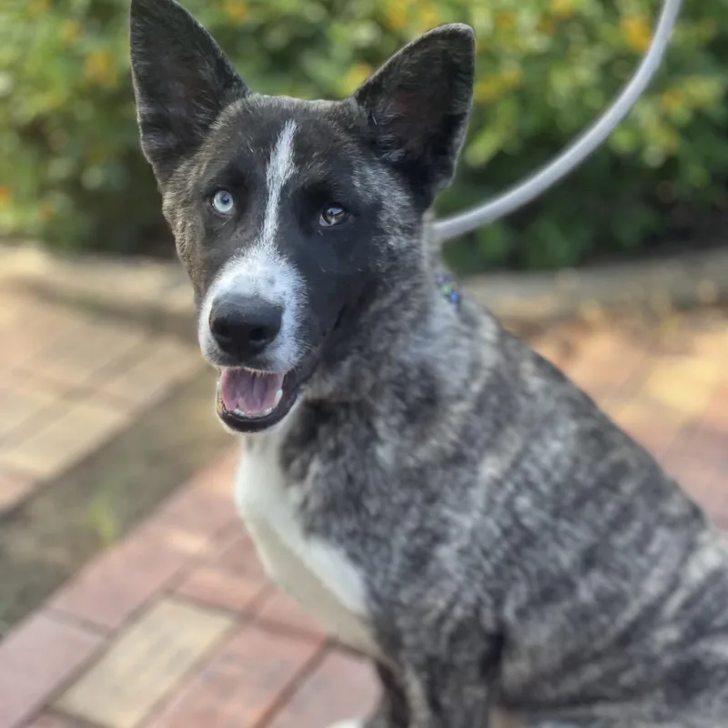 A young medium-sized male Black Husky dog named Laika for adoption in Riverside, CA
