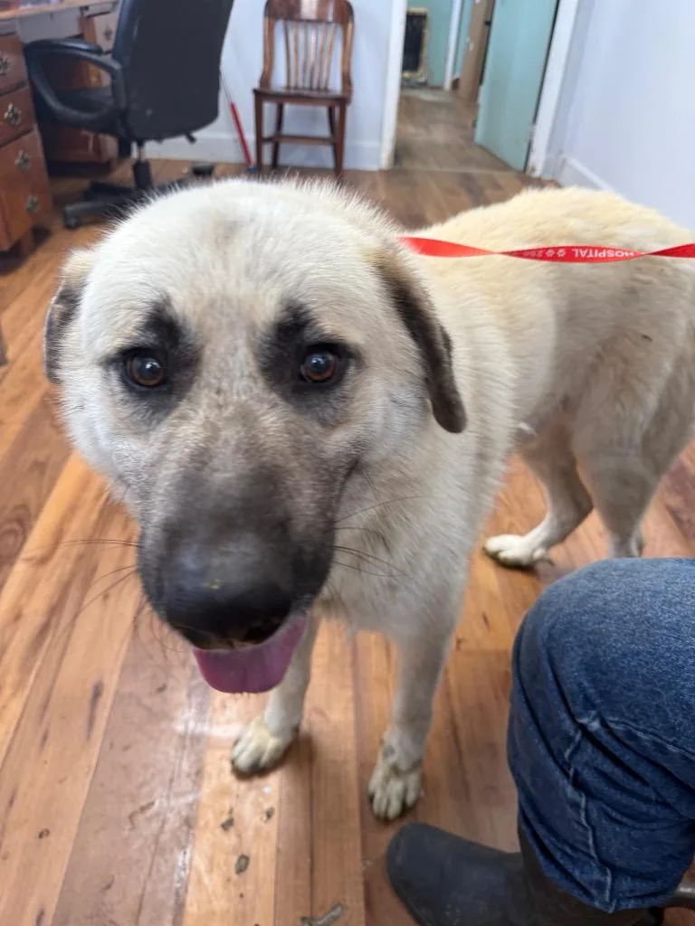 An adult large-sized male Great Pyrenees dog named Billy Bob for adoption in Fayetteville, TN