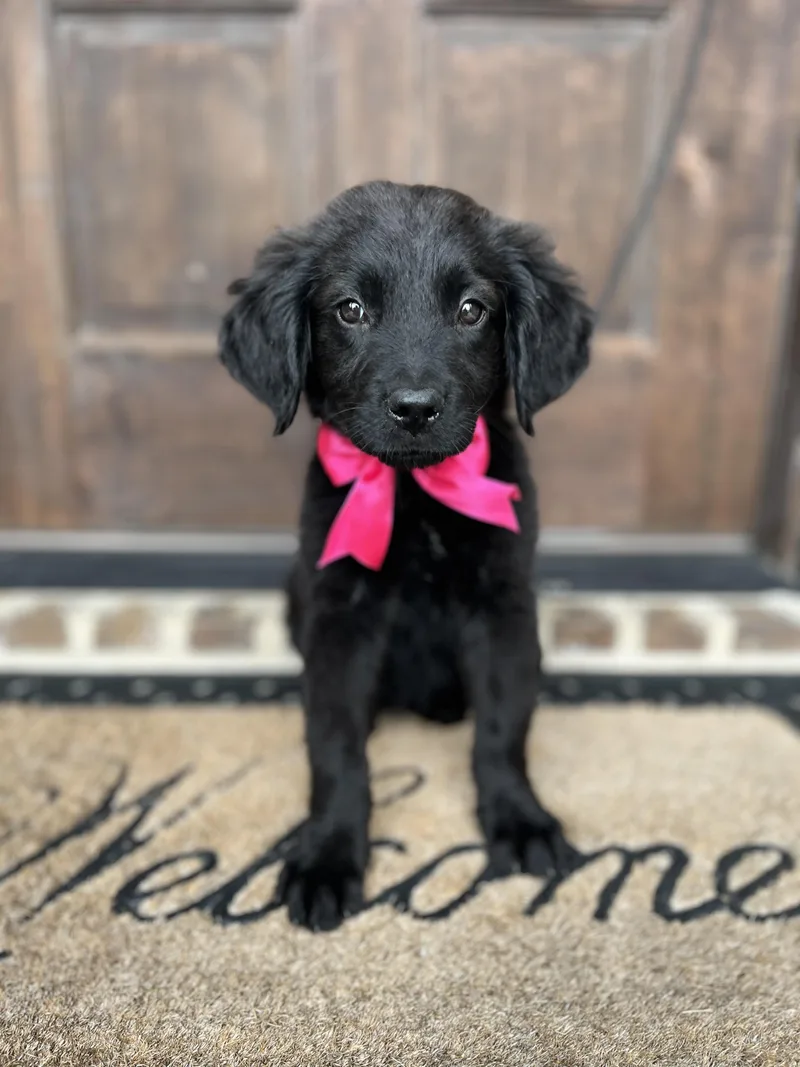 Amelia