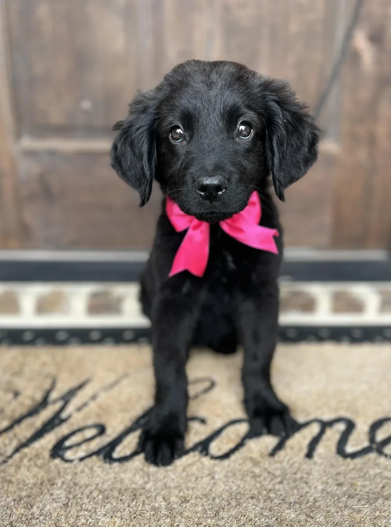 Amelia thumbnail 3