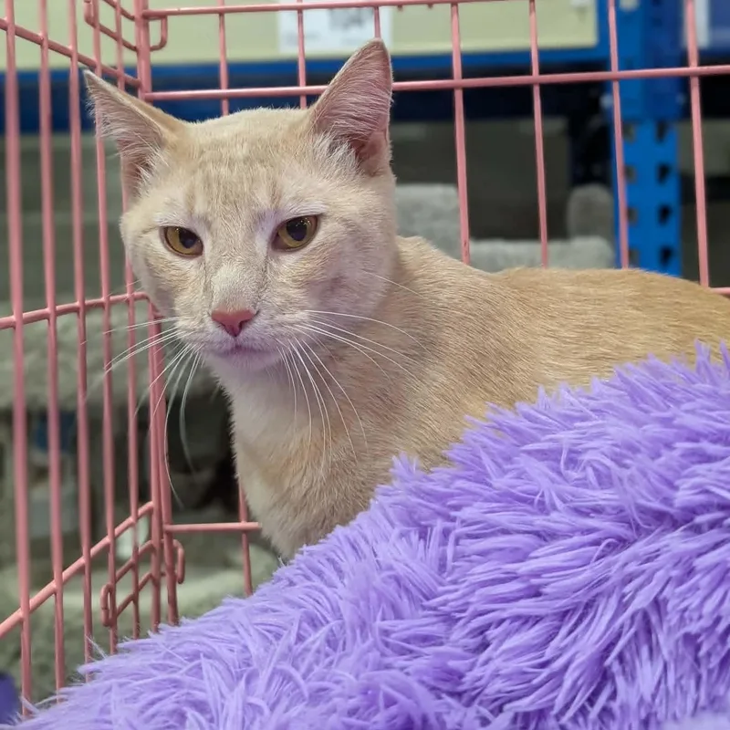 A young large-sized male Tabby (Buff / Tan / Fawn) Domestic Short Hair cat named Oak for adoption in Springfield, IL