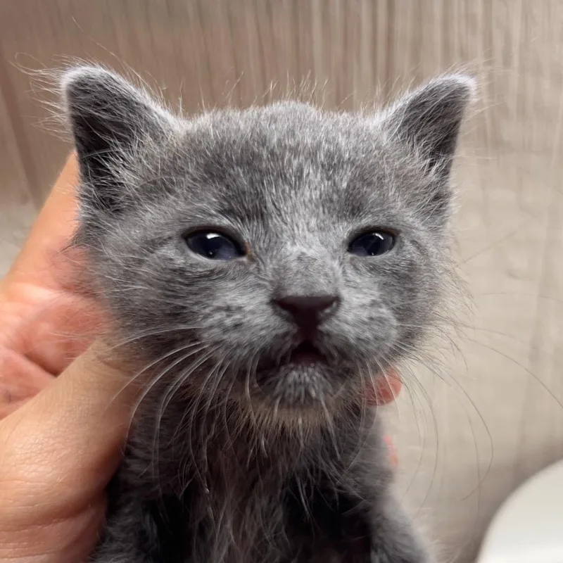 A baby small-sized male Domestic Long Hair cat named Tommy Tamale for adoption in Clarksville, AR