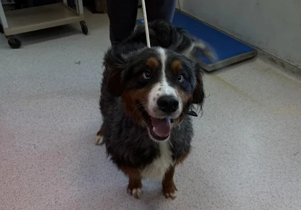 A young large-sized male Mixed Breed dog named Camembert for adoption in Ridgewood, NY