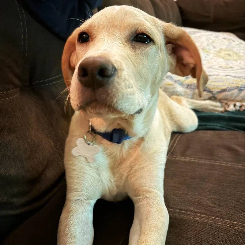A baby extra large-sized male Great Dane dog named Marcel for adoption in Palatine, IL