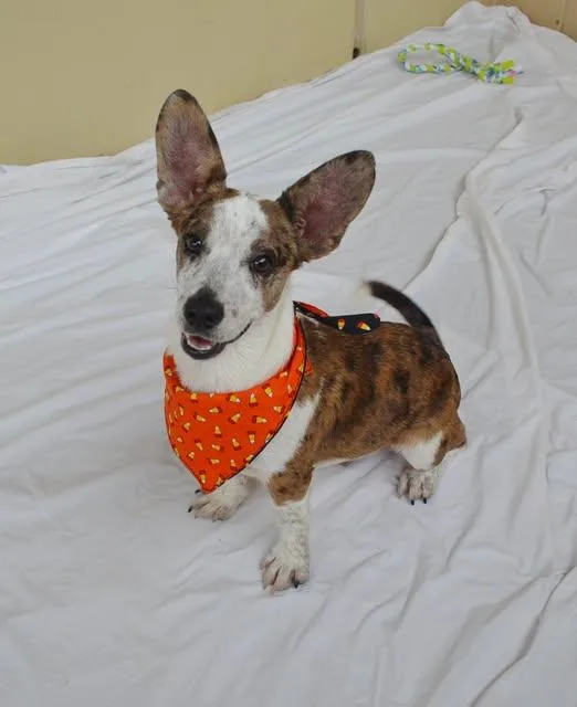 A baby medium-sized male Corgi dog named Banshee for adoption in McKinney, TX
