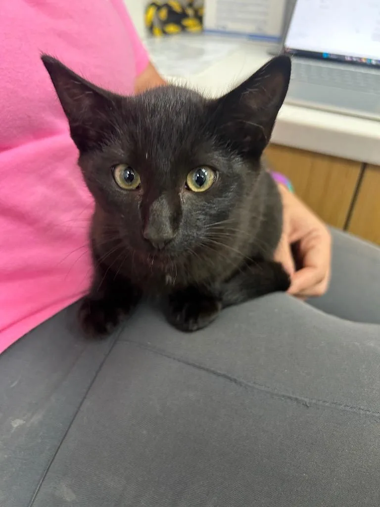 A baby medium-sized male Domestic Short Hair cat named Jerry for adoption in Hartsville, SC