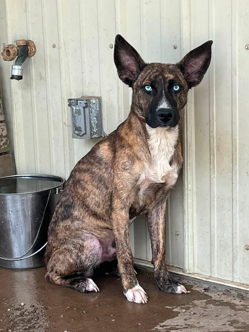 A young medium-sized male Brindle Mixed Breed dog named Frankie for adoption in Pomeroy, OH