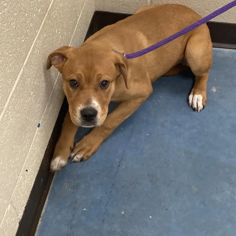 A baby small-sized female Brown / Chocolate Mixed Breed dog named Elwood for adoption in Memphis, TN