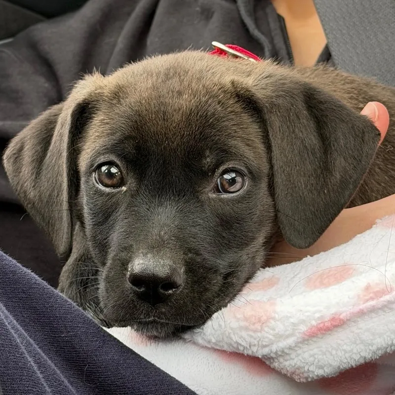 Johnny Cougar  Local