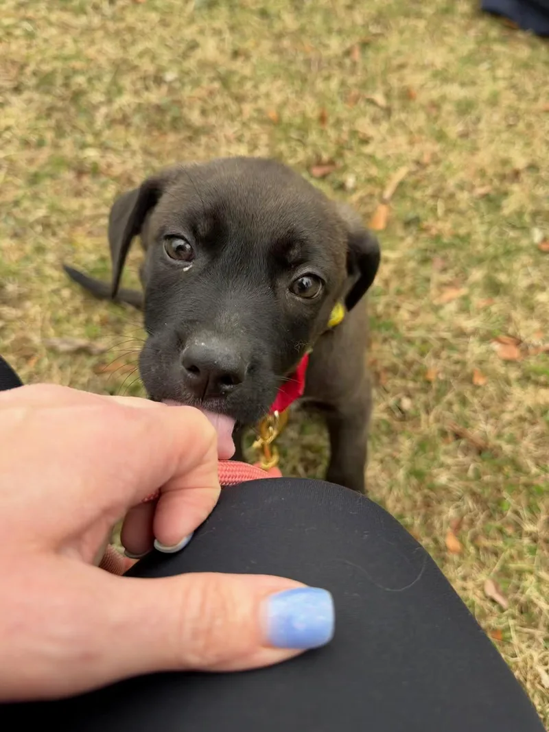 Johnny Cougar  Local thumbnail 2