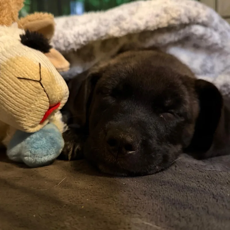 Johnny Cougar  Local thumbnail 3