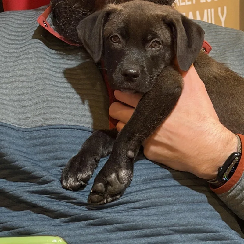 Johnny Cougar  Local thumbnail 4