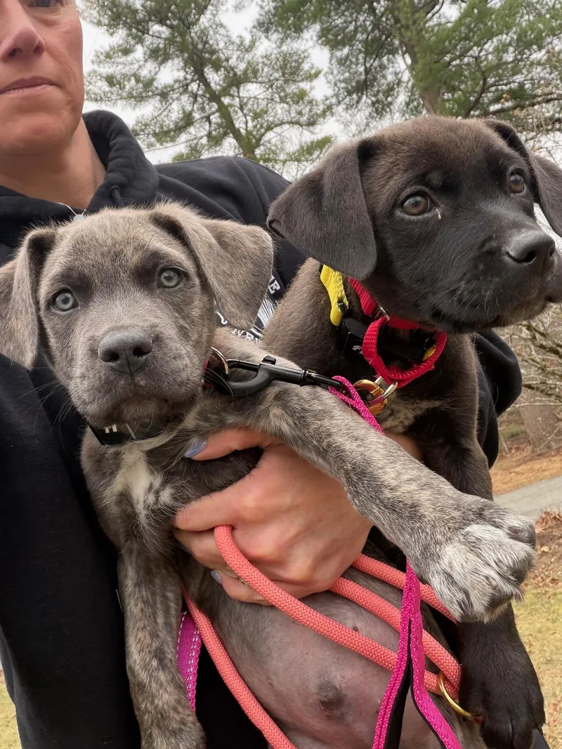 Johnny Cougar  Local thumbnail 5