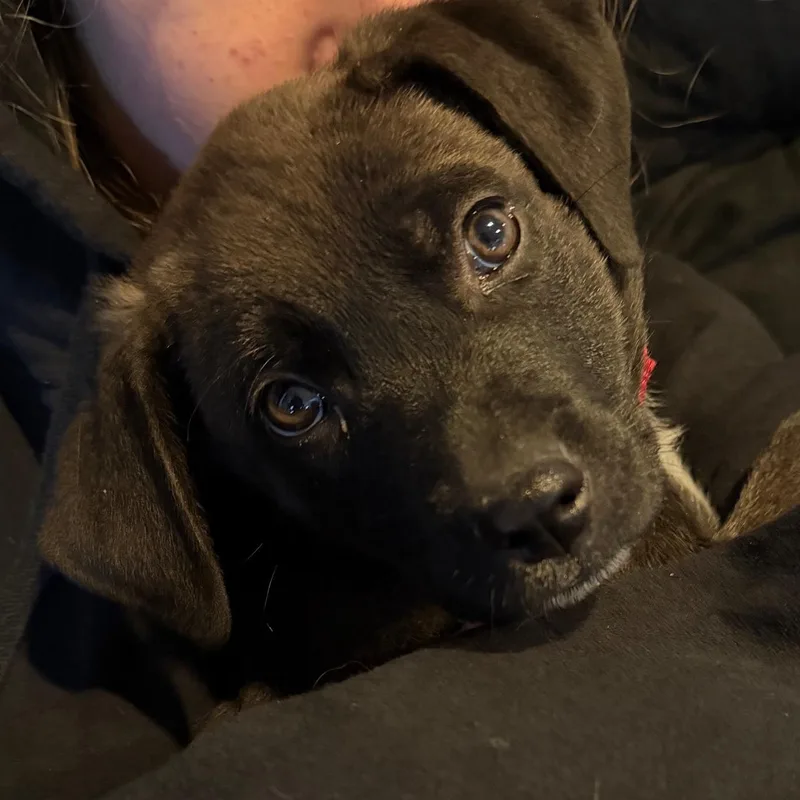 Johnny Cougar  Local thumbnail 6