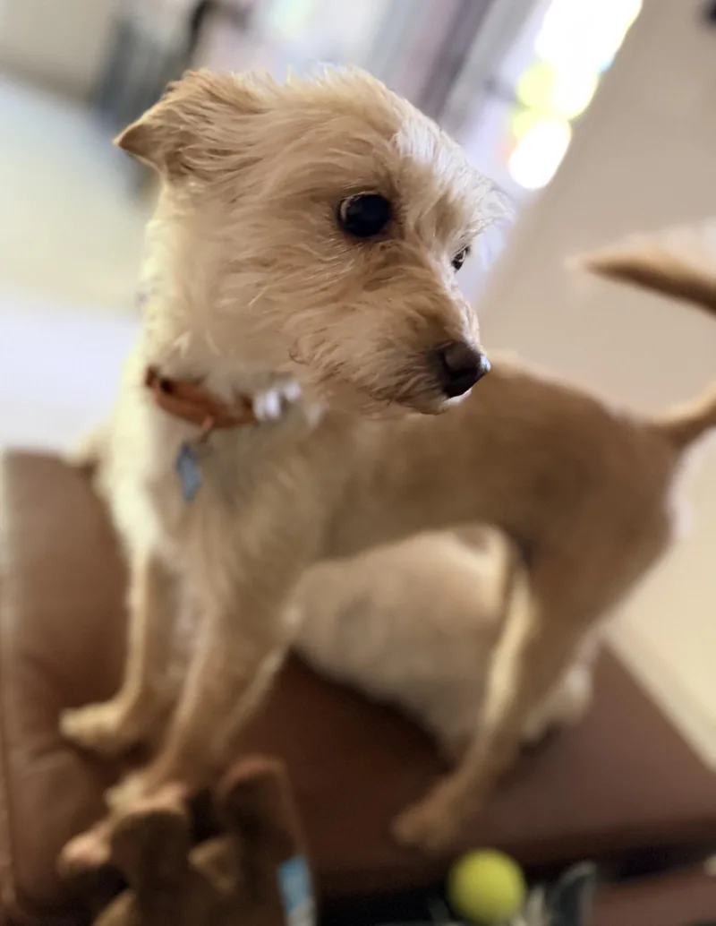 An adult small-sized female Apricot / Beige Terrier dog named Melon for adoption in Scottsdale, AZ