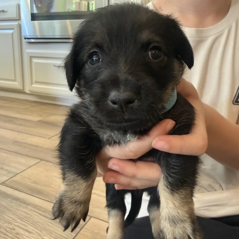 R Litter thumbnail 2