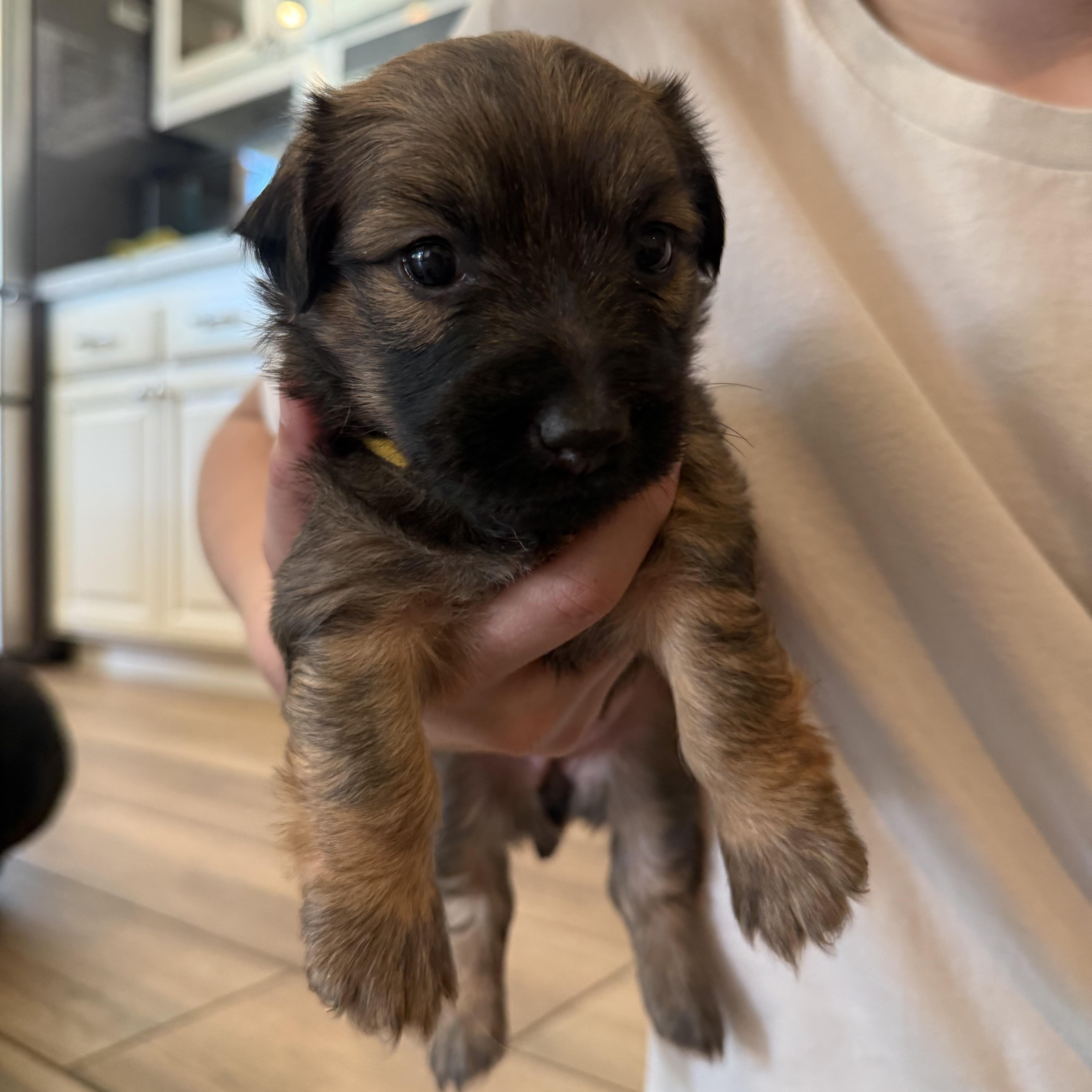 R Litter thumbnail 3