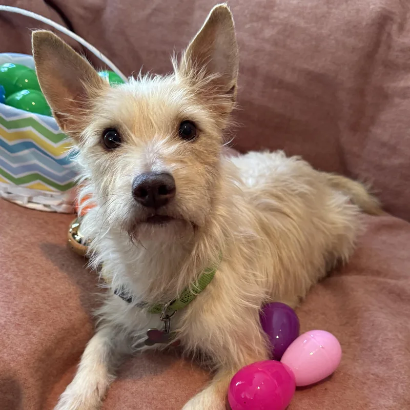 R Litter thumbnail 5