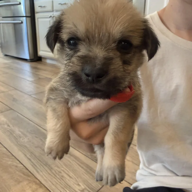 R Litter thumbnail 6