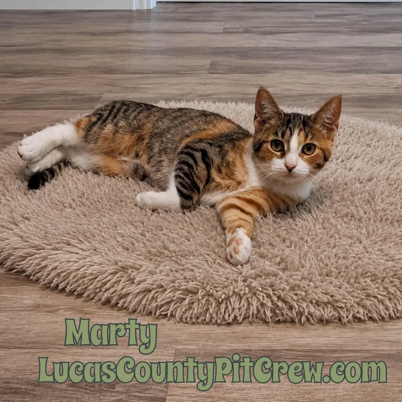 A baby medium-sized female Calico Tabby cat named Marty for adoption in Toledo, OH