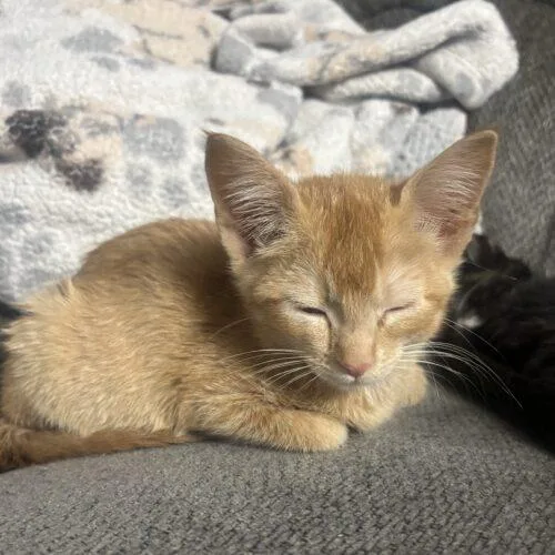 A baby small-sized male Orange / Red Domestic Short Hair cat named Ursel for adoption in Kirksville, MO