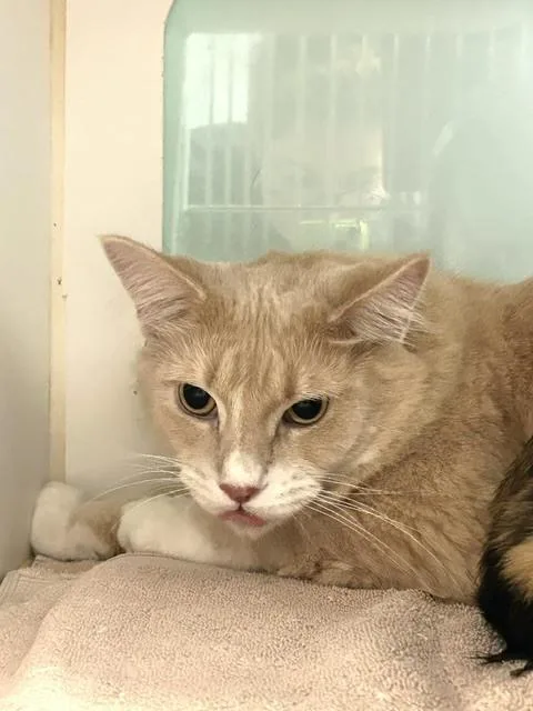 Caramel