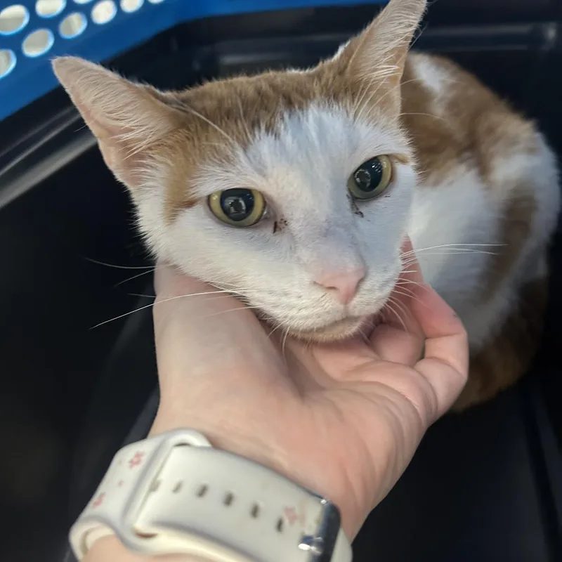 An adult large-sized male Orange / Red Domestic Short Hair cat named Herman for adoption in Lakeland, FL