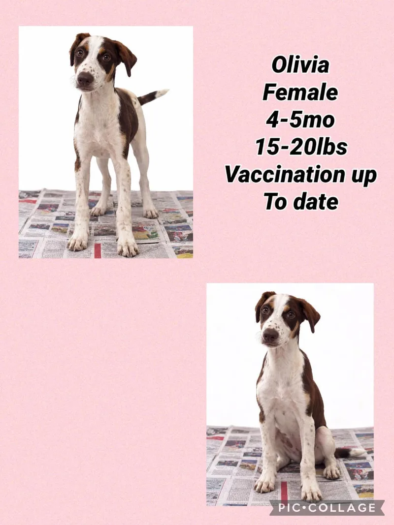 A young medium-sized female Pointer dog named Olivia for adoption in Virginia Beach, VA