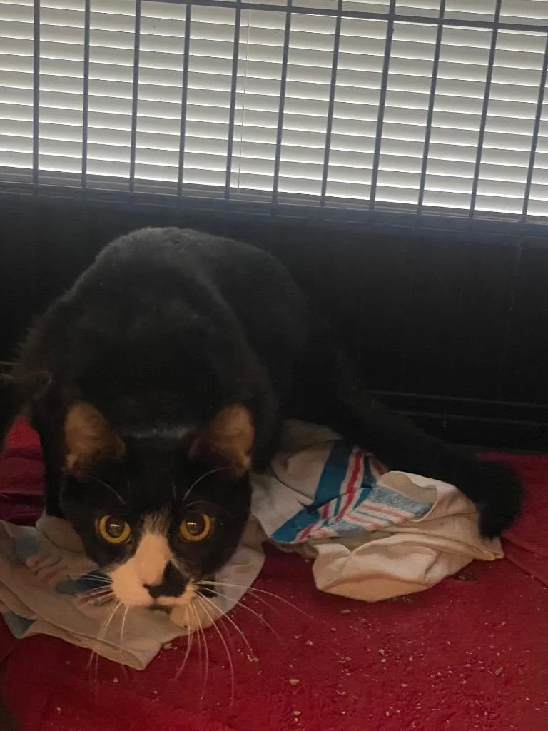 A young medium-sized female Domestic Short Hair cat named Skadi for adoption in Wintersville, OH