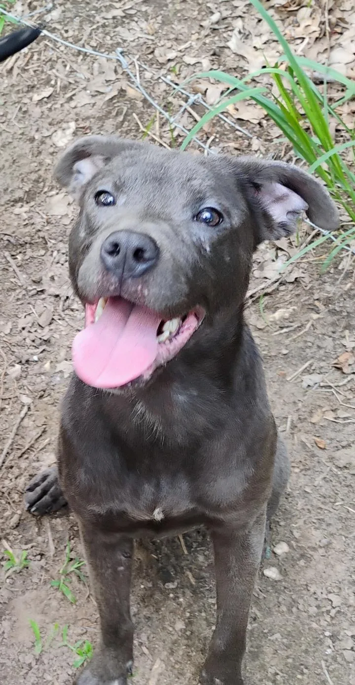 A young medium-sized female Gray / Blue / Silver Pit Bull Terrier dog named Ducky for adoption in Saint Jo, TX