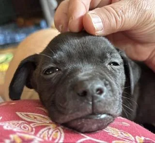 A baby small-sized female Black Jack Russell Terrier dog named Zinnia for adoption in Racine, WI