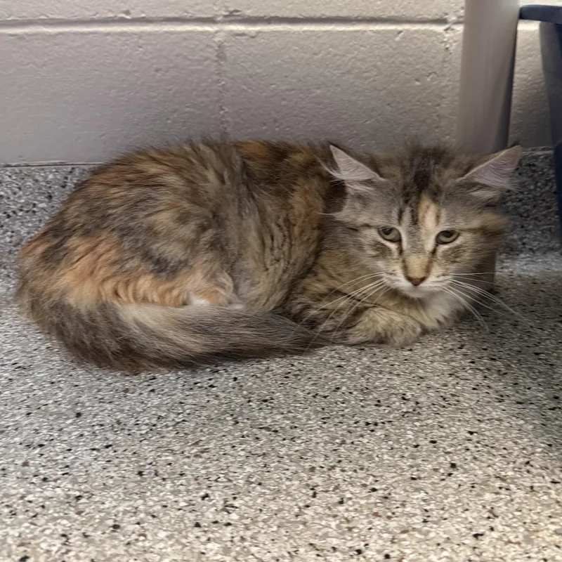 An adult medium-sized female Domestic Medium Hair cat named Nicki Meownaj for adoption in Kearney, NE