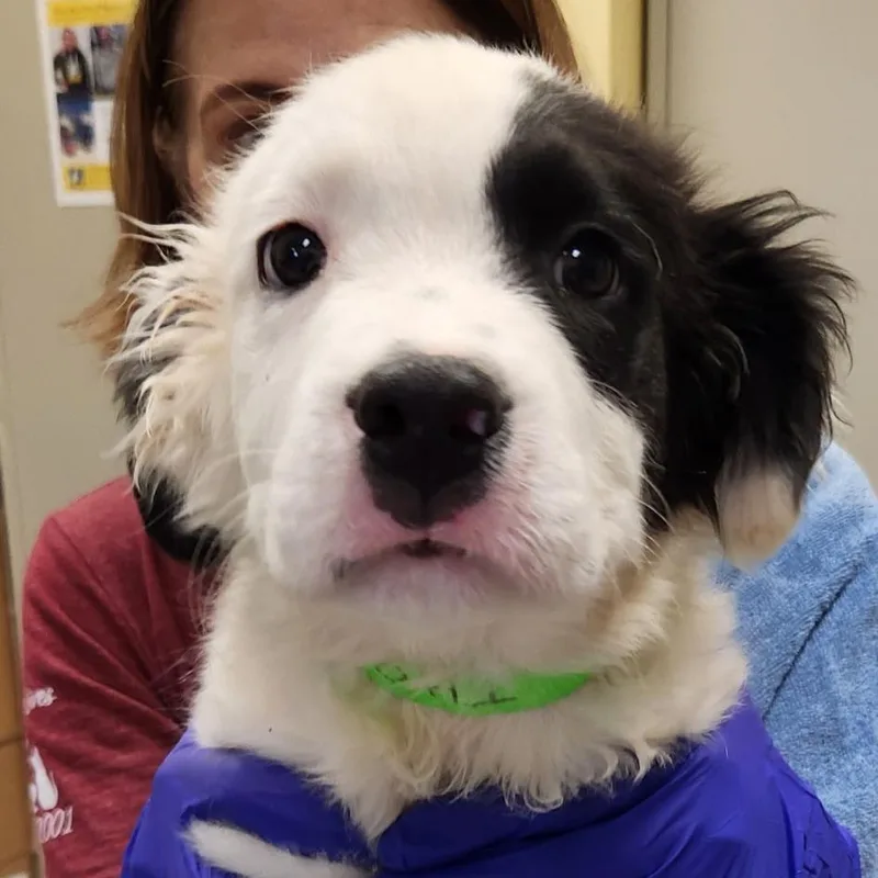 A baby small-sized male White / Cream Great Pyrenees dog named Infinity Pup: Thor for adoption in Falls Church, VA