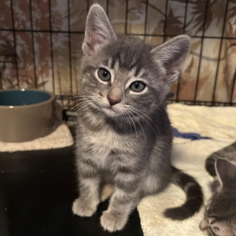 A baby small-sized female Gray / Blue / Silver Domestic Short Hair cat named Asa for adoption in Redwood City, CA