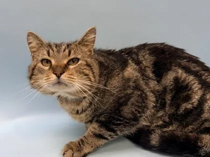 An adult small-sized male Domestic Short Hair cat named Mac for adoption in Woodbury, MN