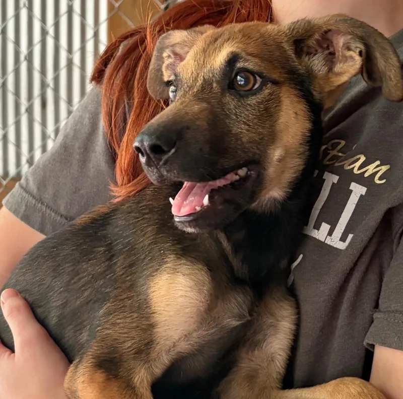 A baby medium-sized male Mixed Breed dog named Gruber for adoption in Jonesboro, AR