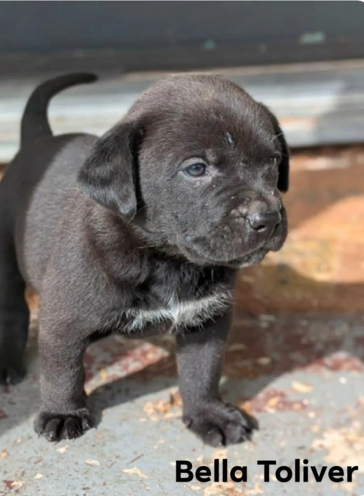 A baby medium-sized female Labrador Retriever dog named Bella for adoption in El Dorado, AR