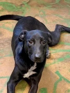 Nova