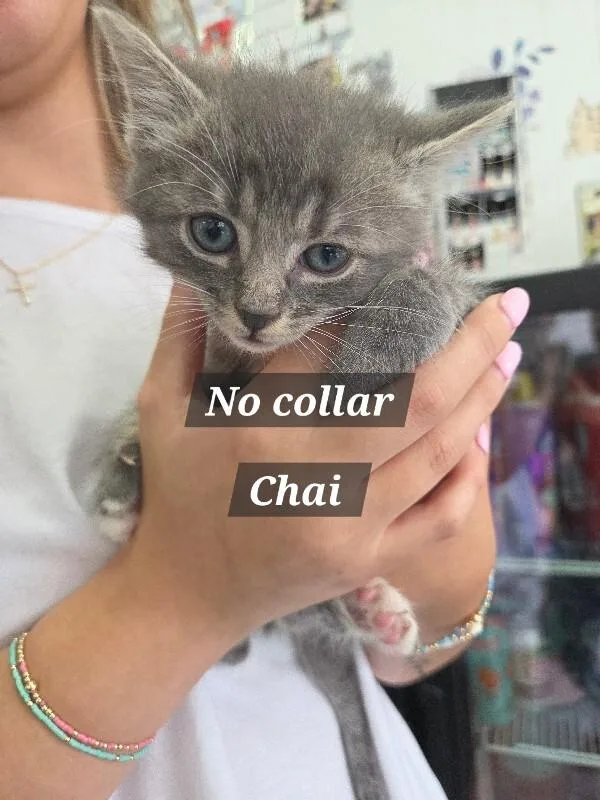 A young medium-sized male Gray / Blue / Silver Domestic Medium Hair cat named Chai for adoption in MOUNT AIRY, NC