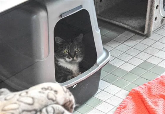 An adult small-sized female Domestic Short Hair cat named Rain for adoption in Loveland, CO