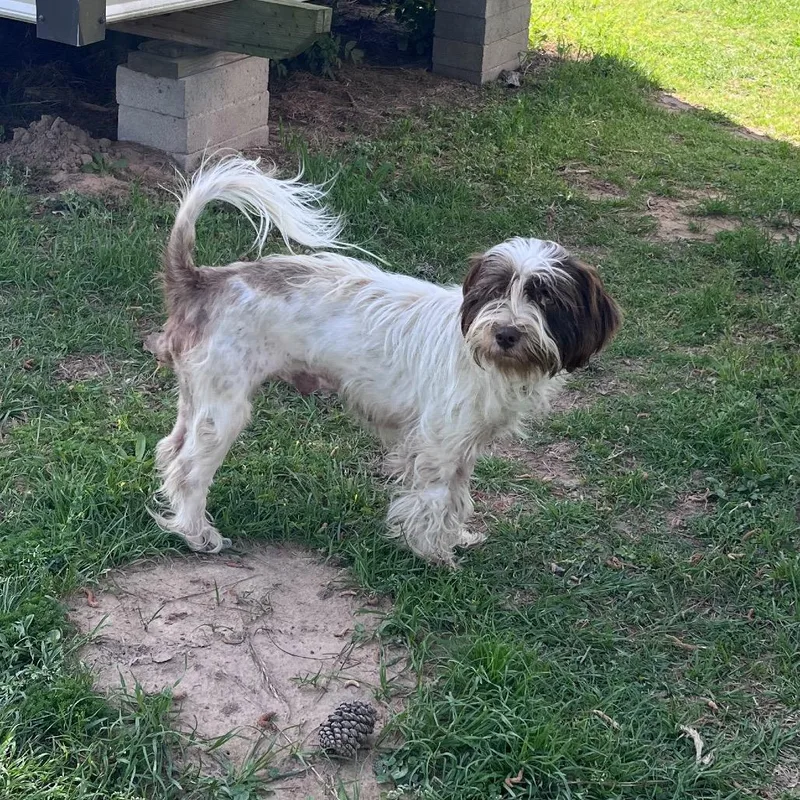 Butters Leopold thumbnail 2