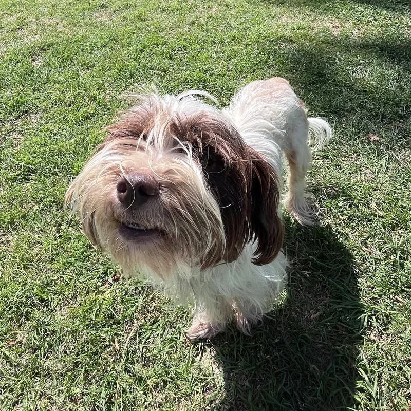 Butters Leopold thumbnail 3