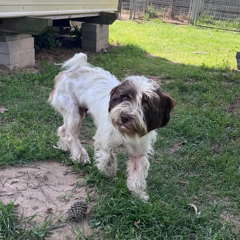 Butters Leopold thumbnail 4