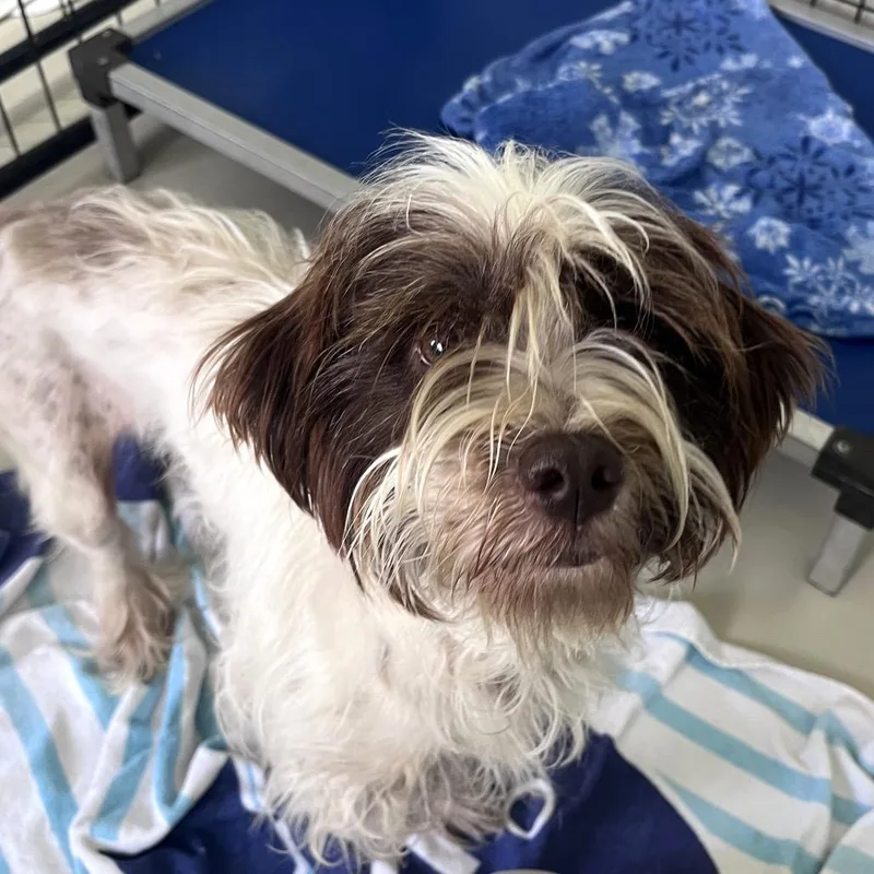 Butters Leopold thumbnail 5