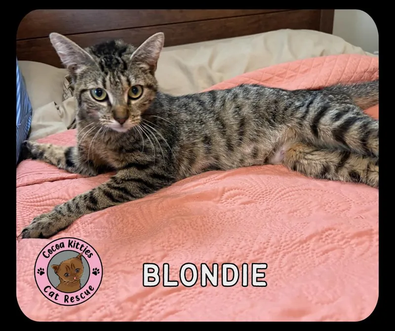 A young medium-sized female Domestic Short Hair cat named Blondie for adoption in Hershey, PA