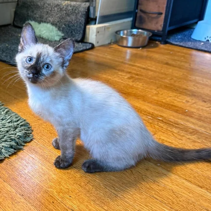 A baby small-sized female Cream / Ivory Siamese cat named Kokomo for adoption in Plainfield, IL