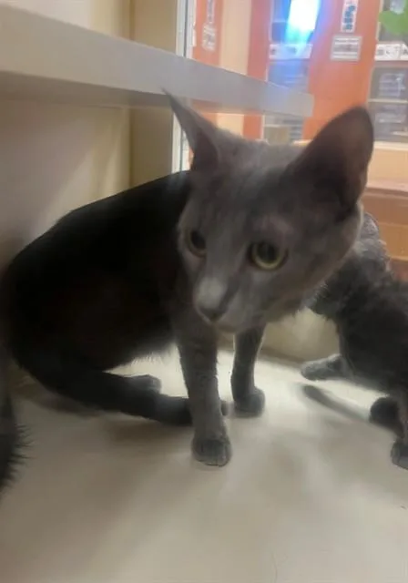 A young small-sized female Domestic Short Hair cat named Lylah for adoption in Blythe, CA