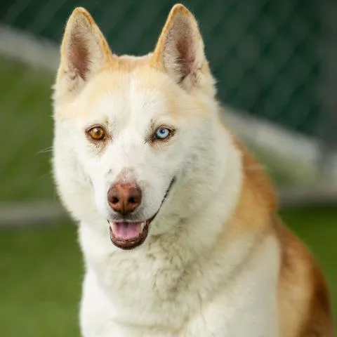 An adult large-sized male Siberian Husky dog named French Fry for adoption in Camarillo, CA