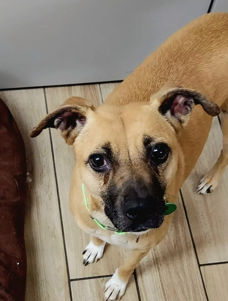 A senior medium-sized female Terrier dog named Molly for adoption in North Syracuse, NY